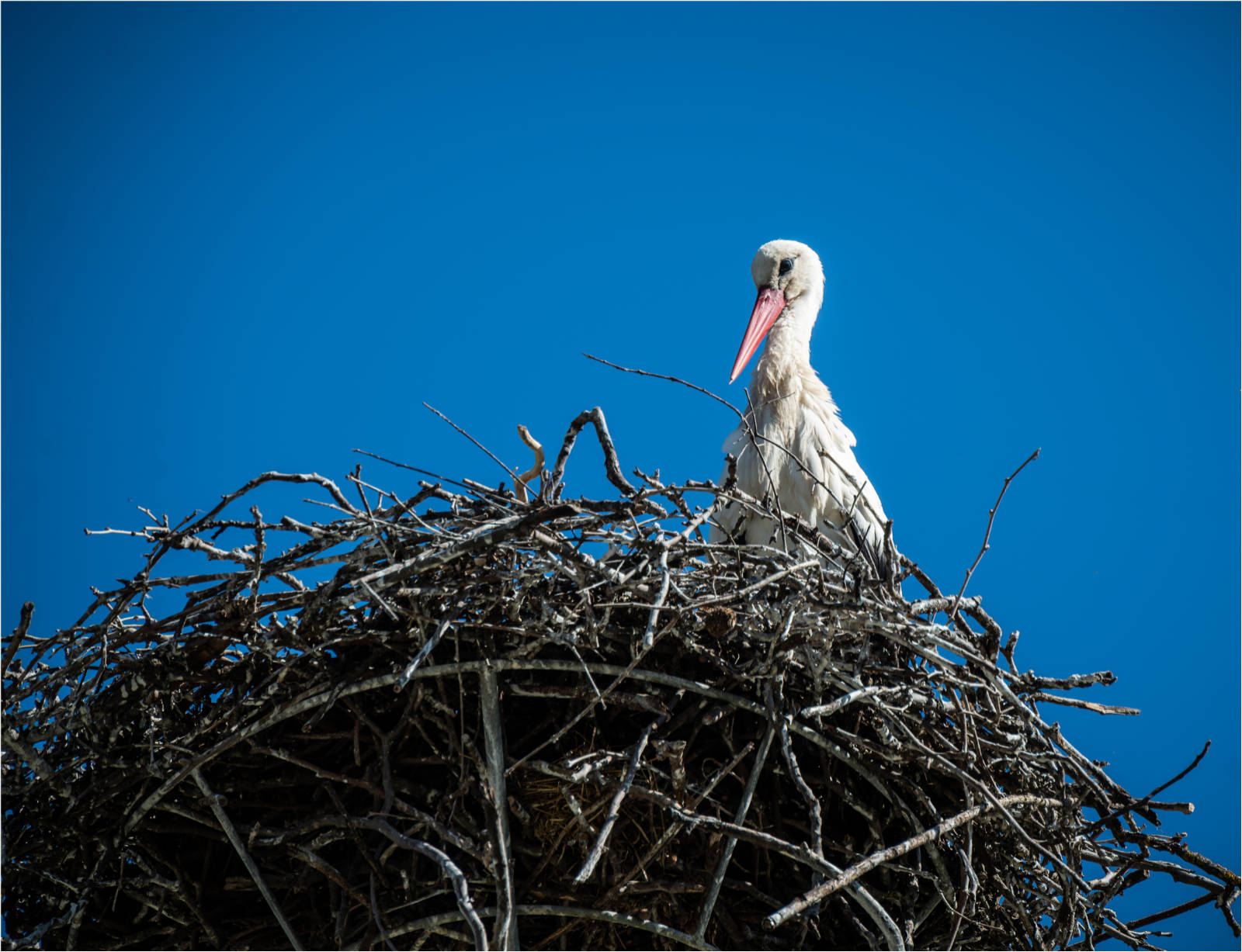 Foto-safari u Ivanovu